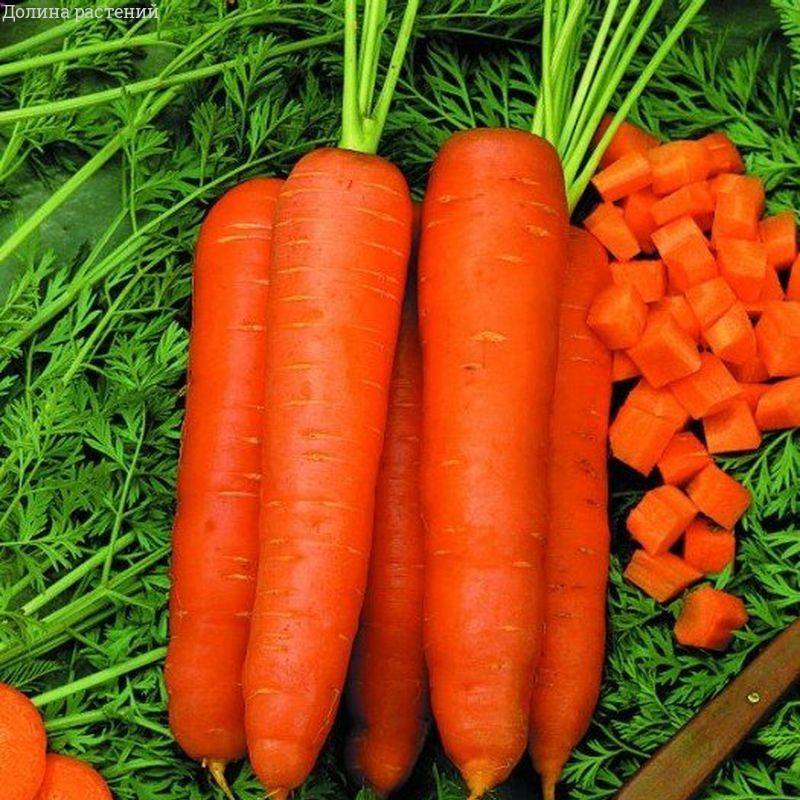Морковь Роте Ризен (драже) фото