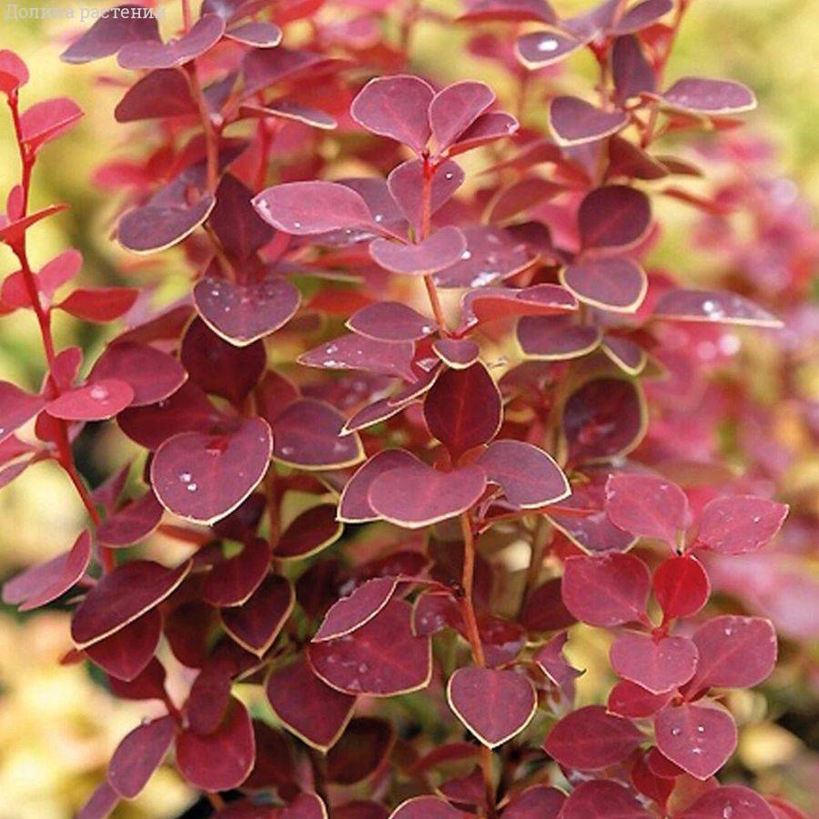 Барбарис Тунберга Чикита, С2 - Dolinasad.by