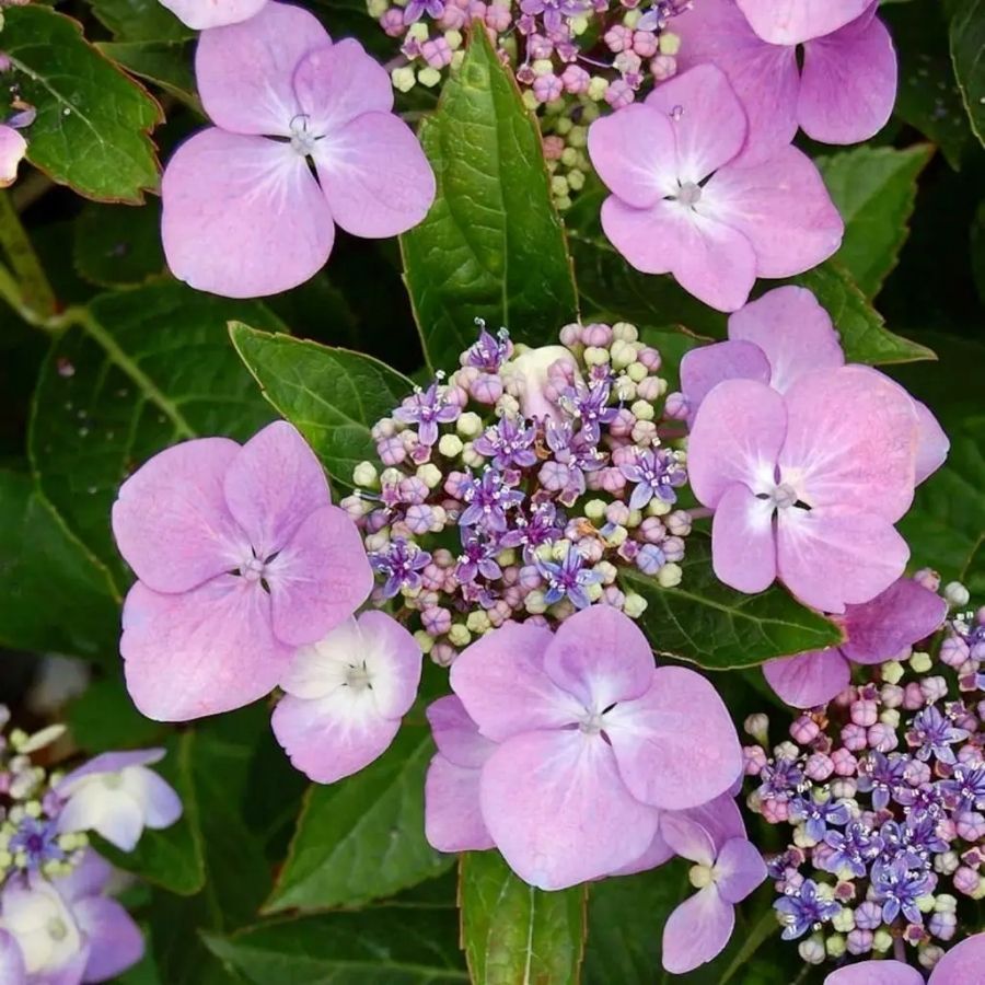 Гортензия Мариеси Перфекта, С2 - Dolinasad.by