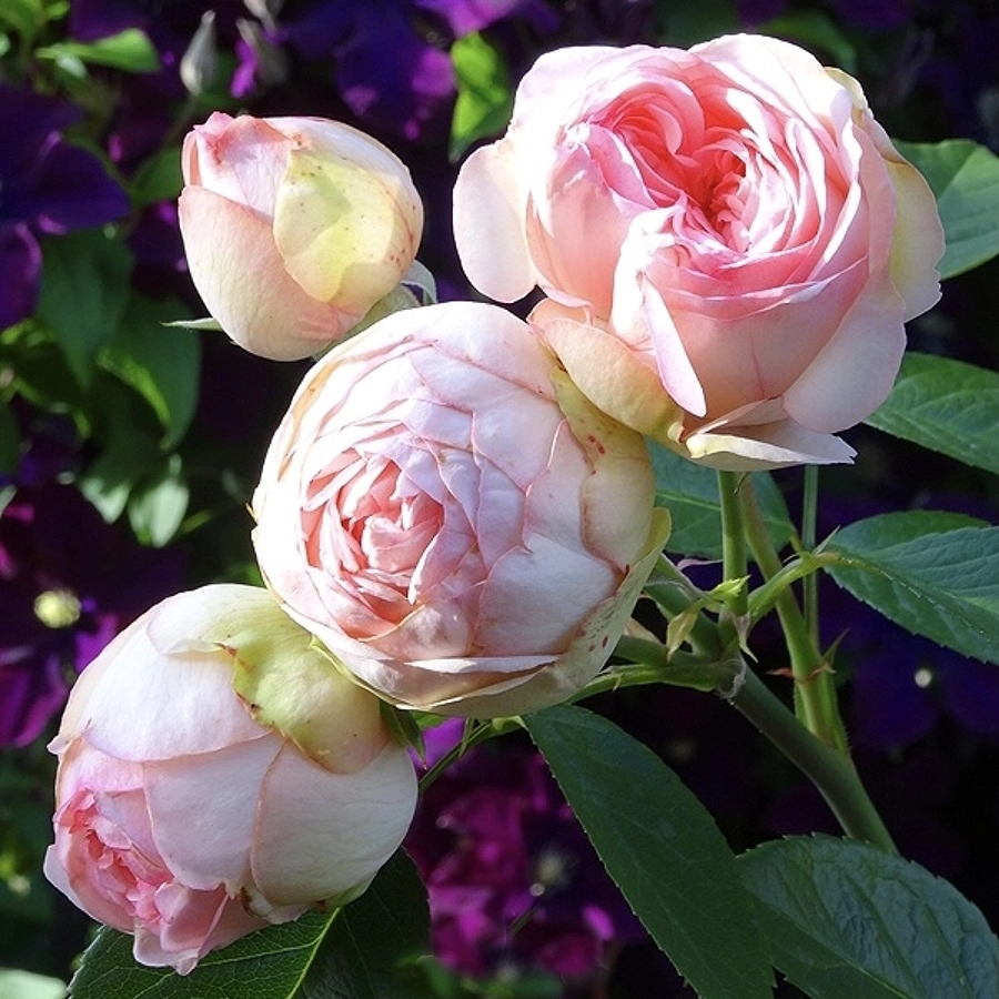 Роза Чарминг Пиано - Dolinasad.by