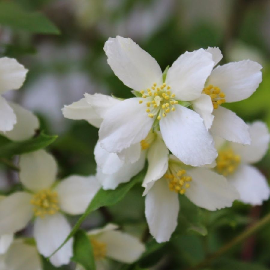 Чубушник Силберреген, С3 - Dolinasad.by