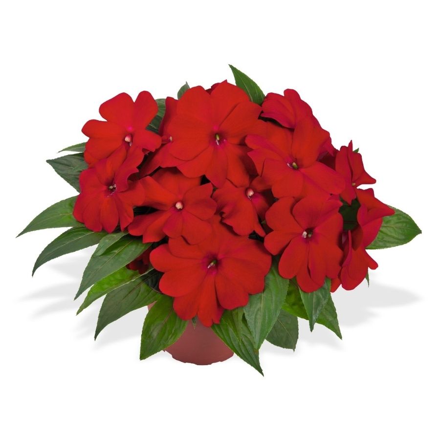 Бальзамин новогвинейский Магнум Дарк Ред - Dolinasad.by