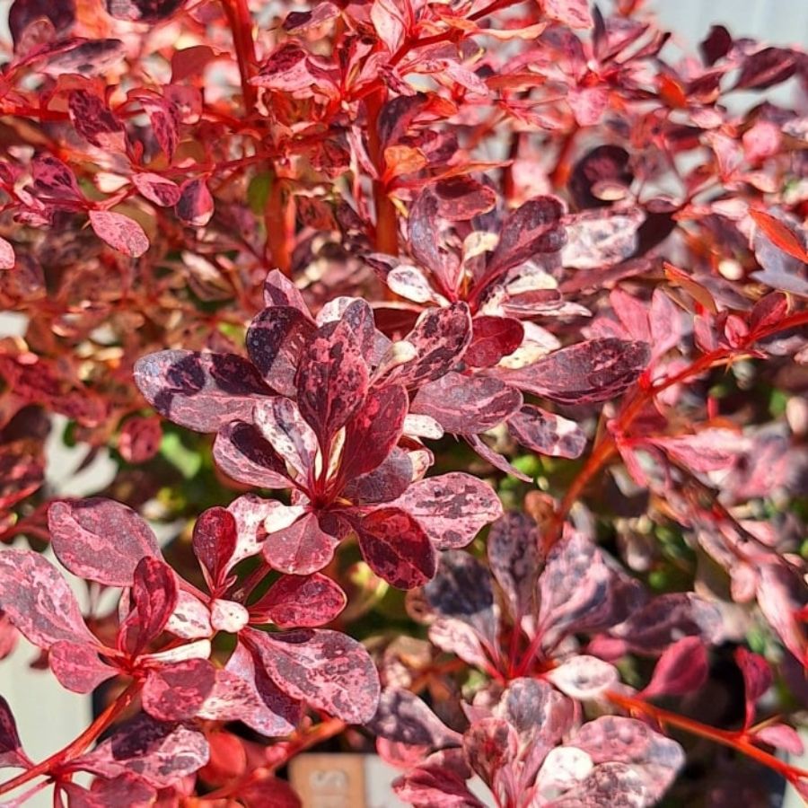 Барбарис Тунберга Фламинго, С2 - Dolinasad.by