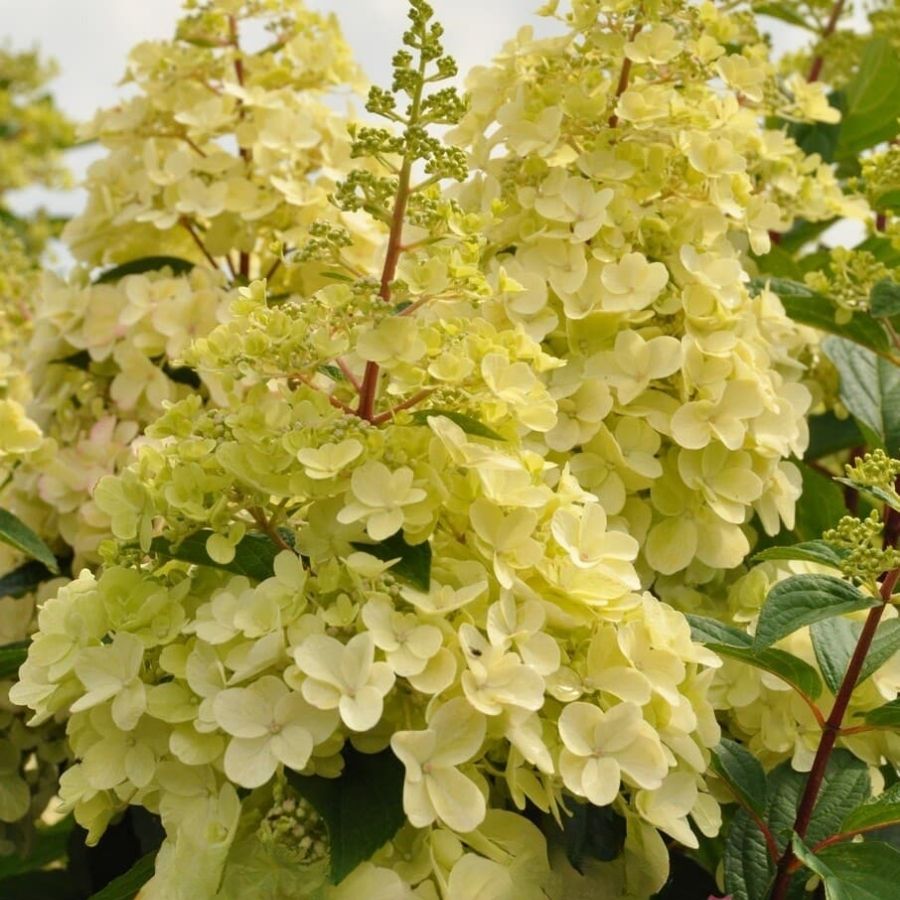 Гортензия метельчатая Канделайт на штамбе - Dolinasad.by