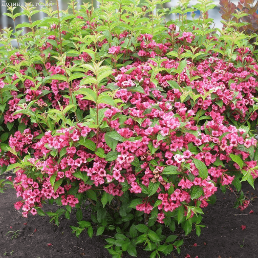 Вейгела ранняя Букет Роуз, С3 - Dolinasad.by
