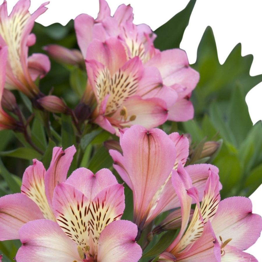 Альстромерия Флирт - Dolinasad.by