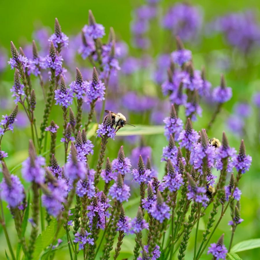 Вербена копьевидная Блю Спайрс - Dolinasad.by