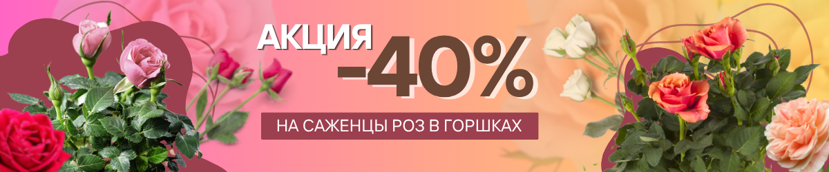 розы акия