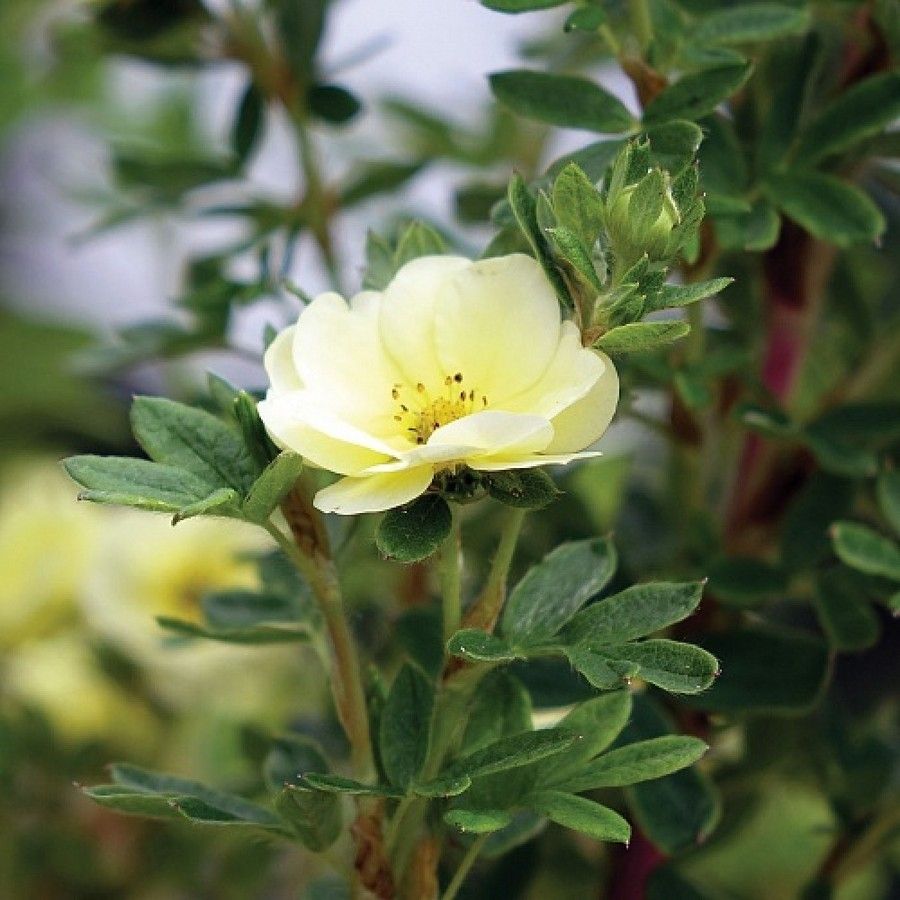 Лапчатка кустарниковая Лемон Меринг, С3 - Dolinasad.by