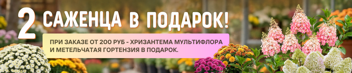 подарок