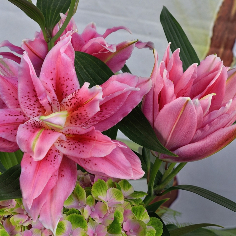 Лилия Роузлили Талисса Лилия Роузлили Талисса - Dolinasad.by