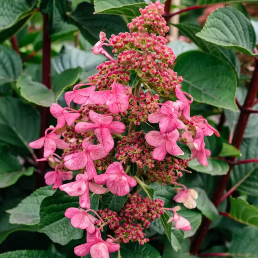 Гортензия метельчатая Инфинити, С2 - Dolinasad.by