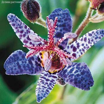 Трициртис формозский Дарк Бьюти - Dolinasad.by