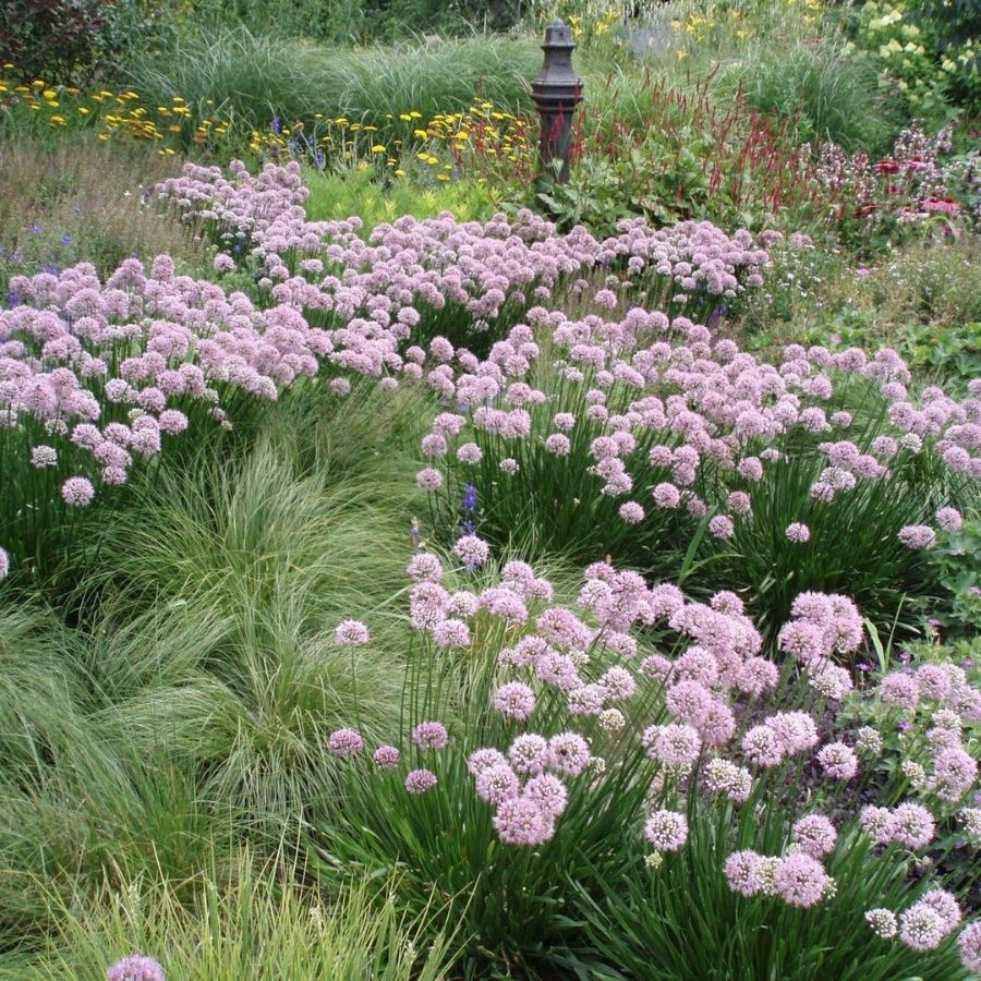 Аллиум сизый - Dolinasad.by