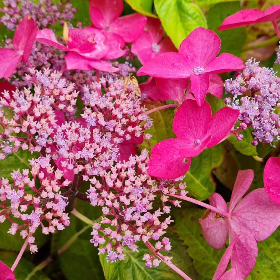 Гортензия крупнолистная Селина - Dolinasad.by