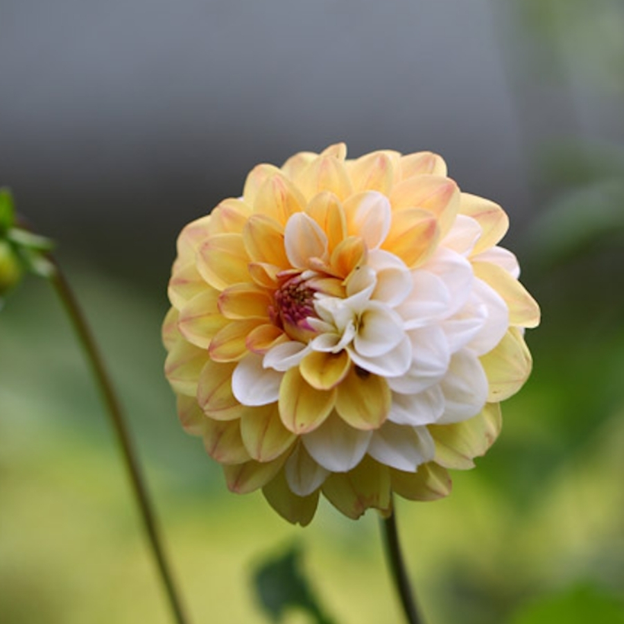 Георгина Дабл Джилл - Dolinasad.by