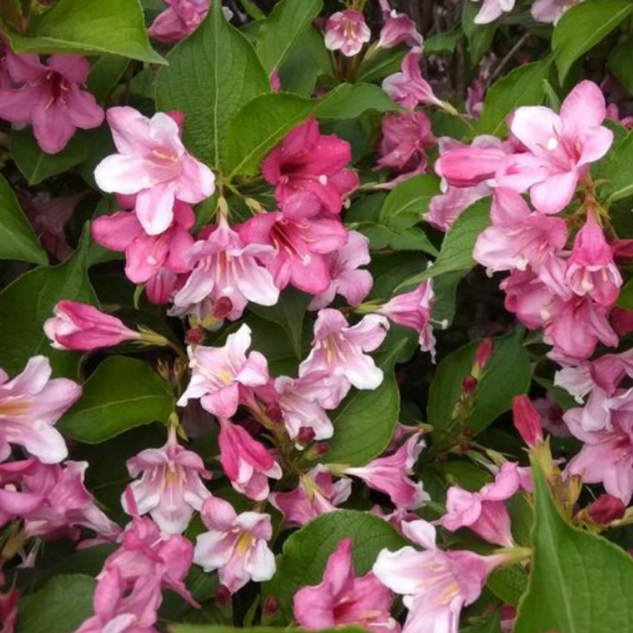 Вейгела ранняя Букет Роуз, С3 - Dolinasad.by