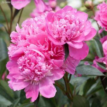 Пион Амабилис - Dolinasad.by