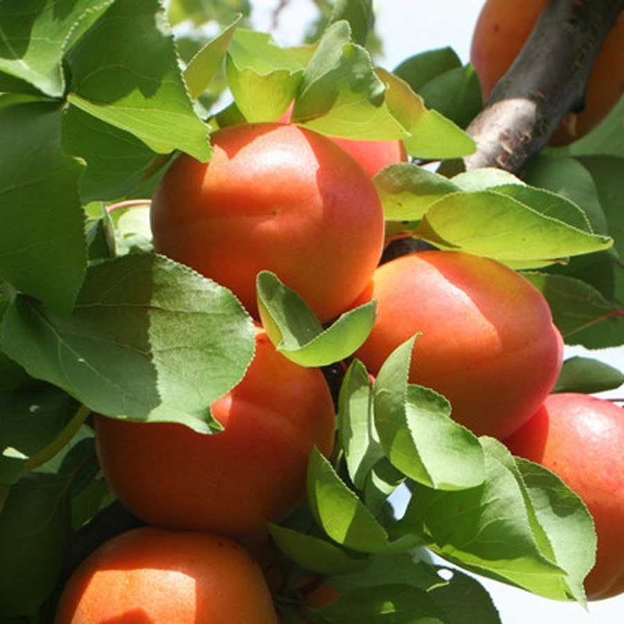 Абрикос Роксана - Dolinasad.by