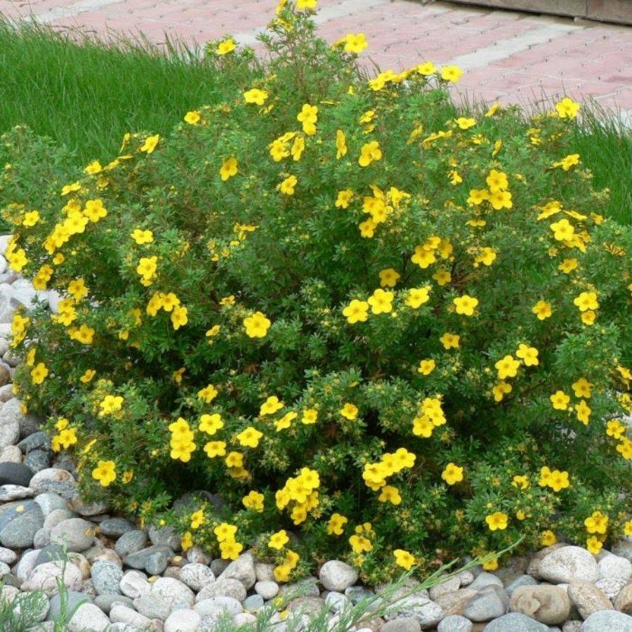 Лапчатка кустарниковая Кобольд, С3 - Dolinasad.by