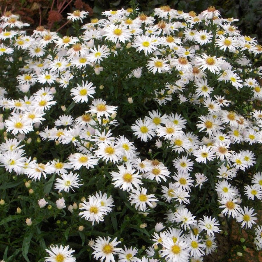 Астра кустарниковая Шнеекисен - Dolinasad.by