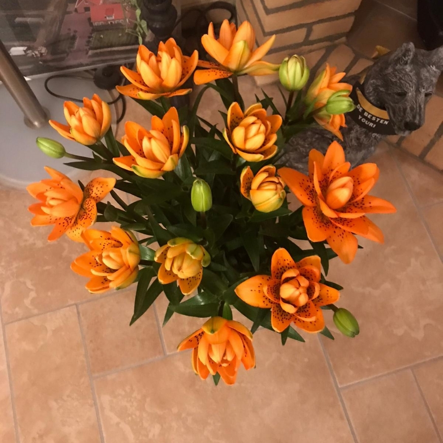 Лилия Датч Дизайн - Dolinasad.by