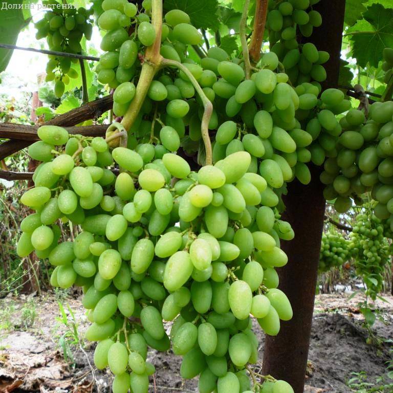 Виноград Тимур фото