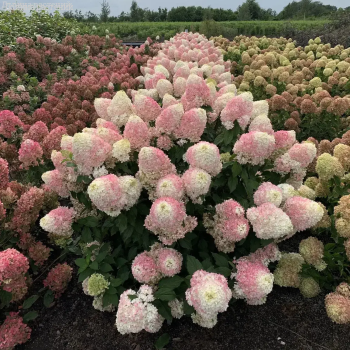 Гортензия метельчатая Пикачу - Dolinasad.by