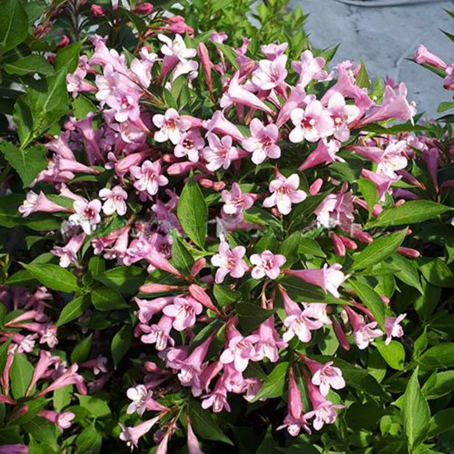 Вейгела цветущая Пинк Поппет, С3 - Dolinasad.by