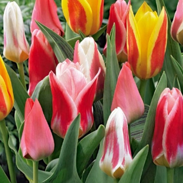 Тюльпаны Микс Грейга фото