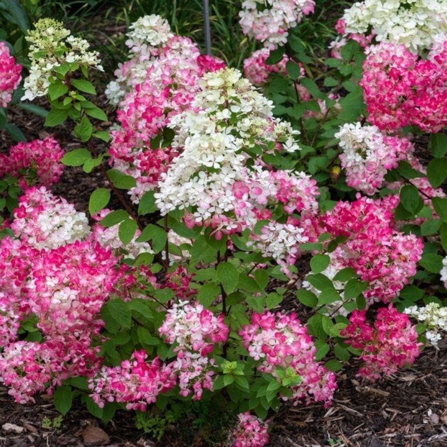 Гортензия метельчатая Даймонд Руж  / Рендиа, С2 - Dolinasad.by