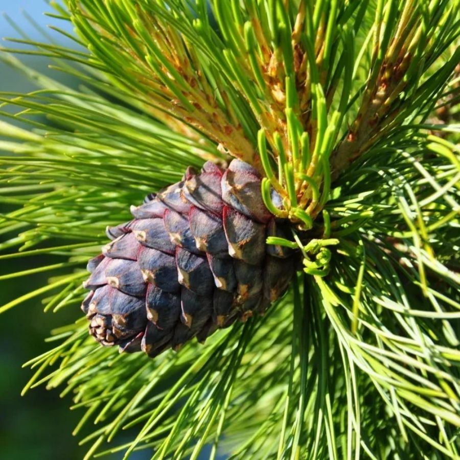 Сосна Кедровая (кедр), С3 - Dolinasad.by