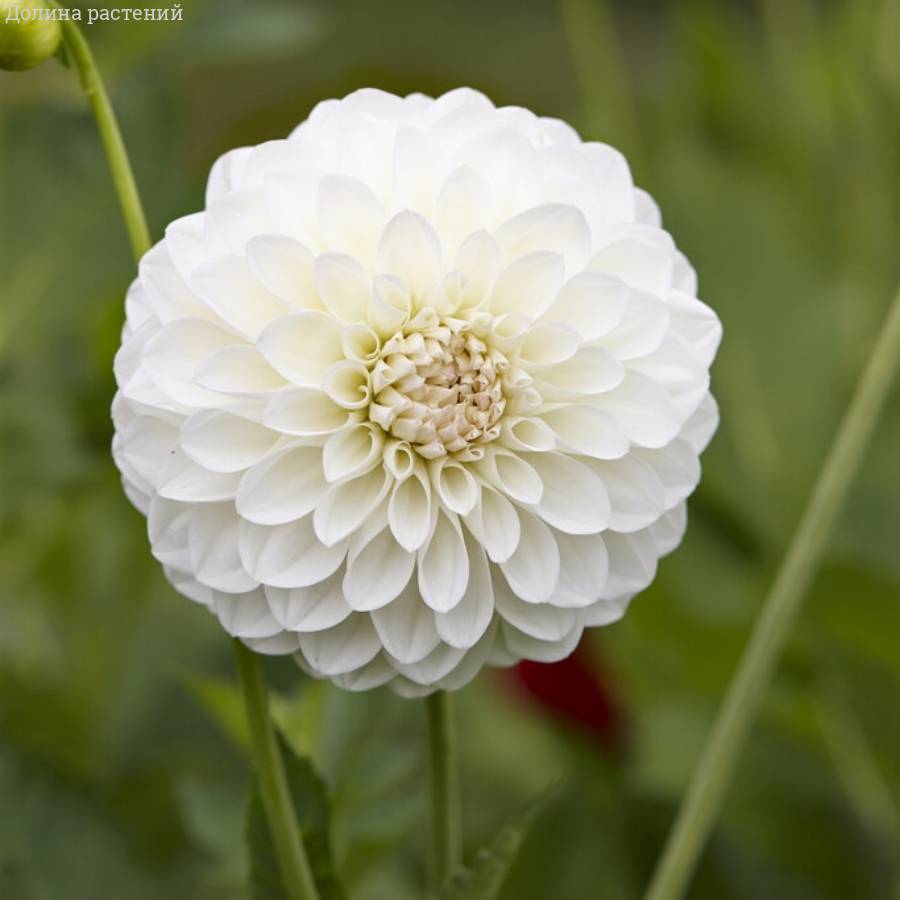 Георгина Бум-Бум Вайт - Dolinasad.by