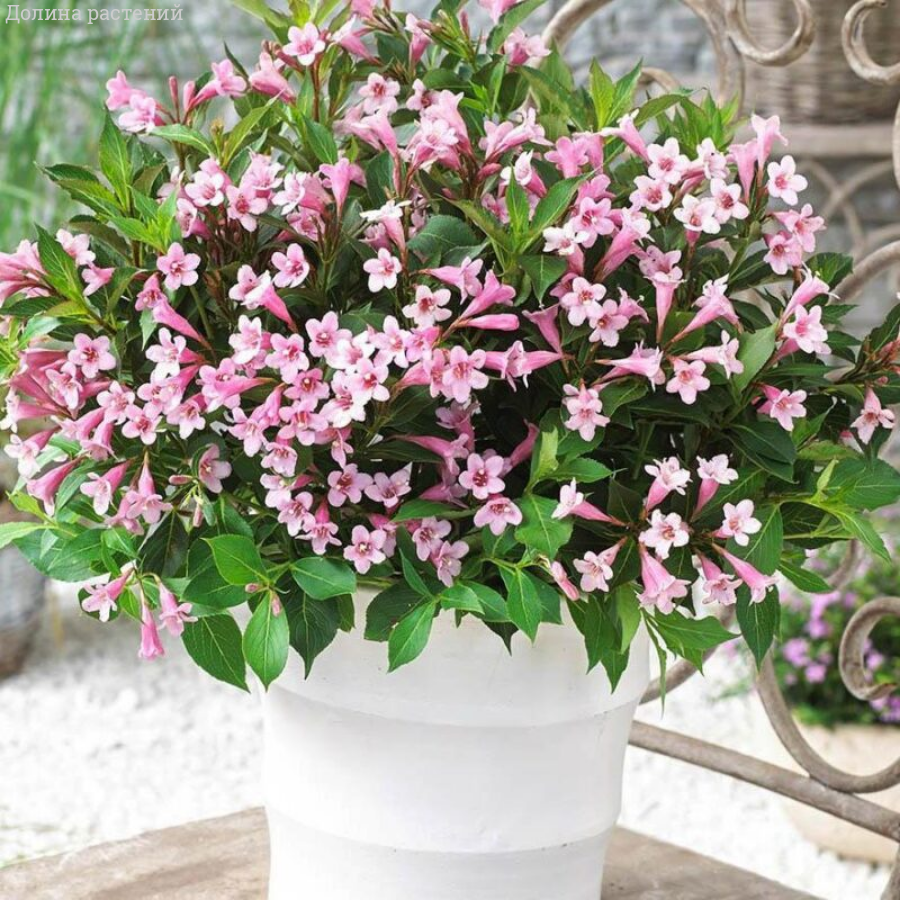 Вейгела цветущая Пинк Поппет, С3 - Dolinasad.by