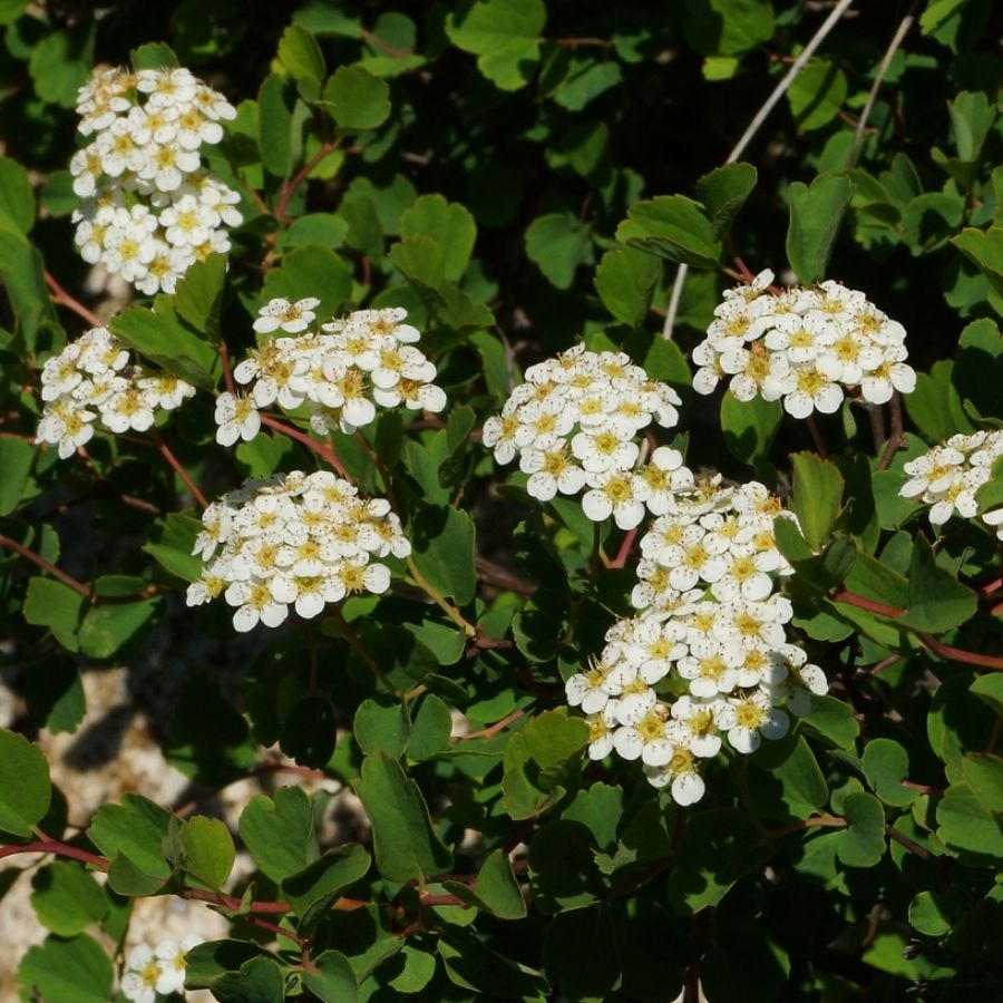 Спирея трехлопастная, С2 - Dolinasad.by