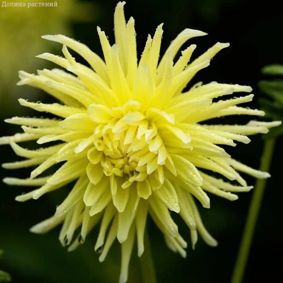 Георгина Еллоу Стар - Dolinasad.by