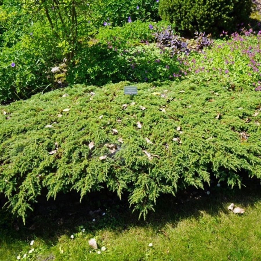 Можжевельник Гринмантл, С3 - Dolinasad.by