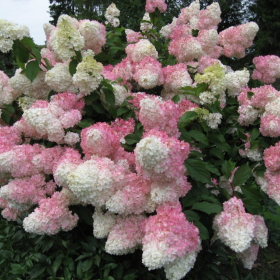 Гортензия метельчатая Ангел Блаш Гортензия метельчатая Ангел Блаш - Dolinasad.by