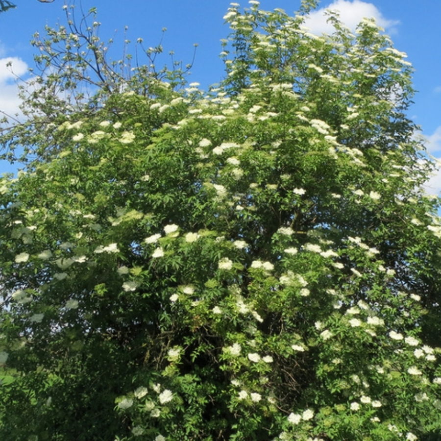 Бузина чёрная, С3 - Dolinasad.by