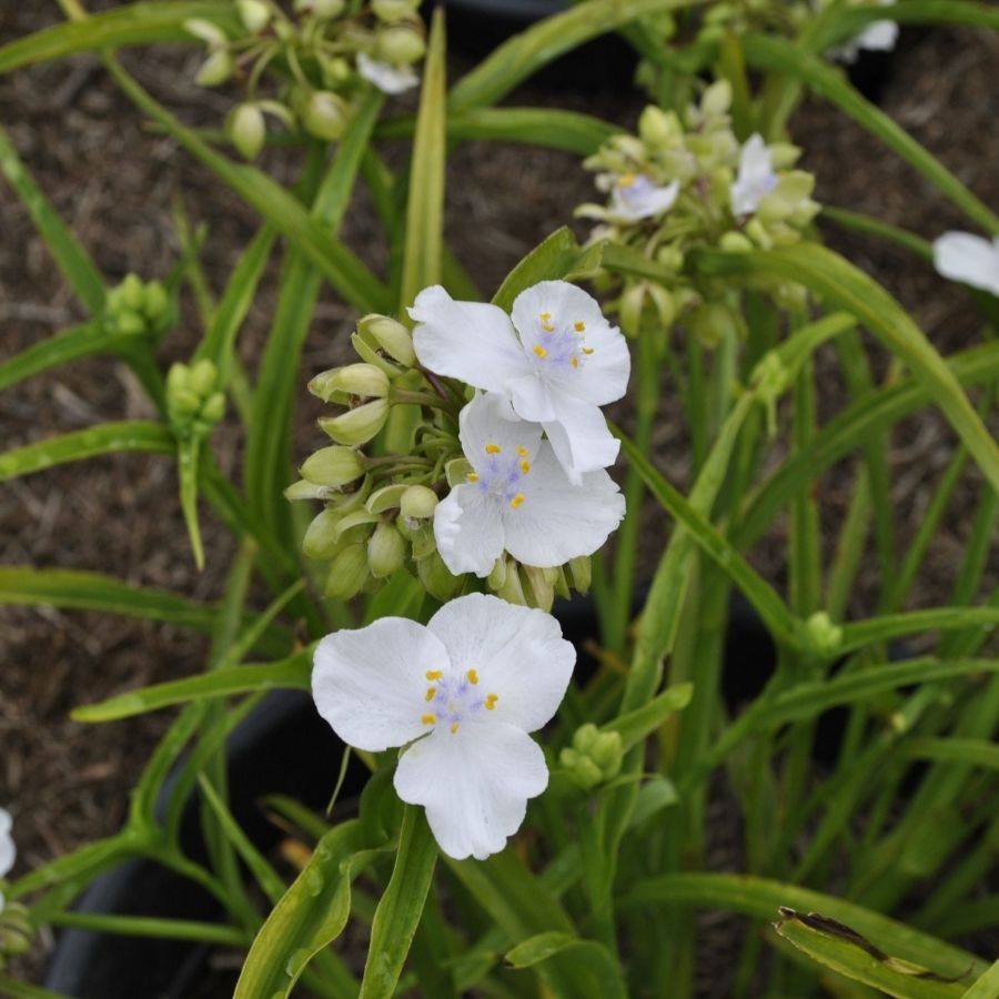 Традесканция андерсона Литл Вайт Долл - Dolinasad.by