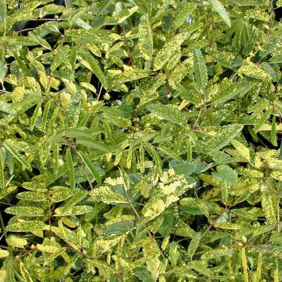 Кровохлебка лекарственная Лемон Сплэш - Dolinasad.by