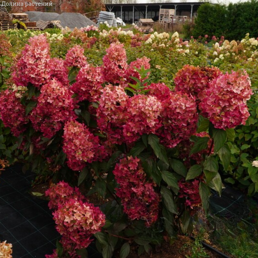 Гортензия метельчатая Металика, С2 - Dolinasad.by