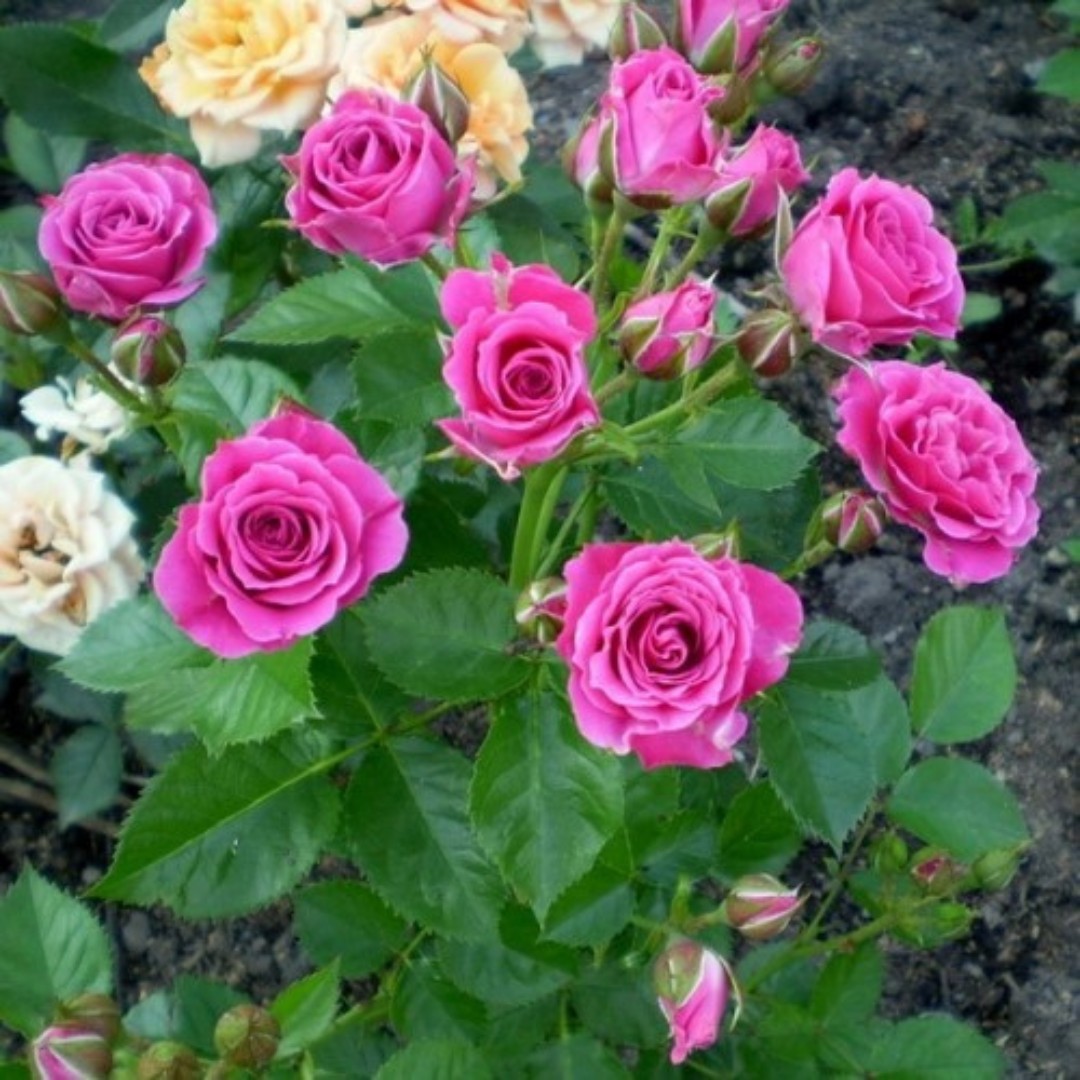 Роза Розовый Спрей - Dolinasad.by