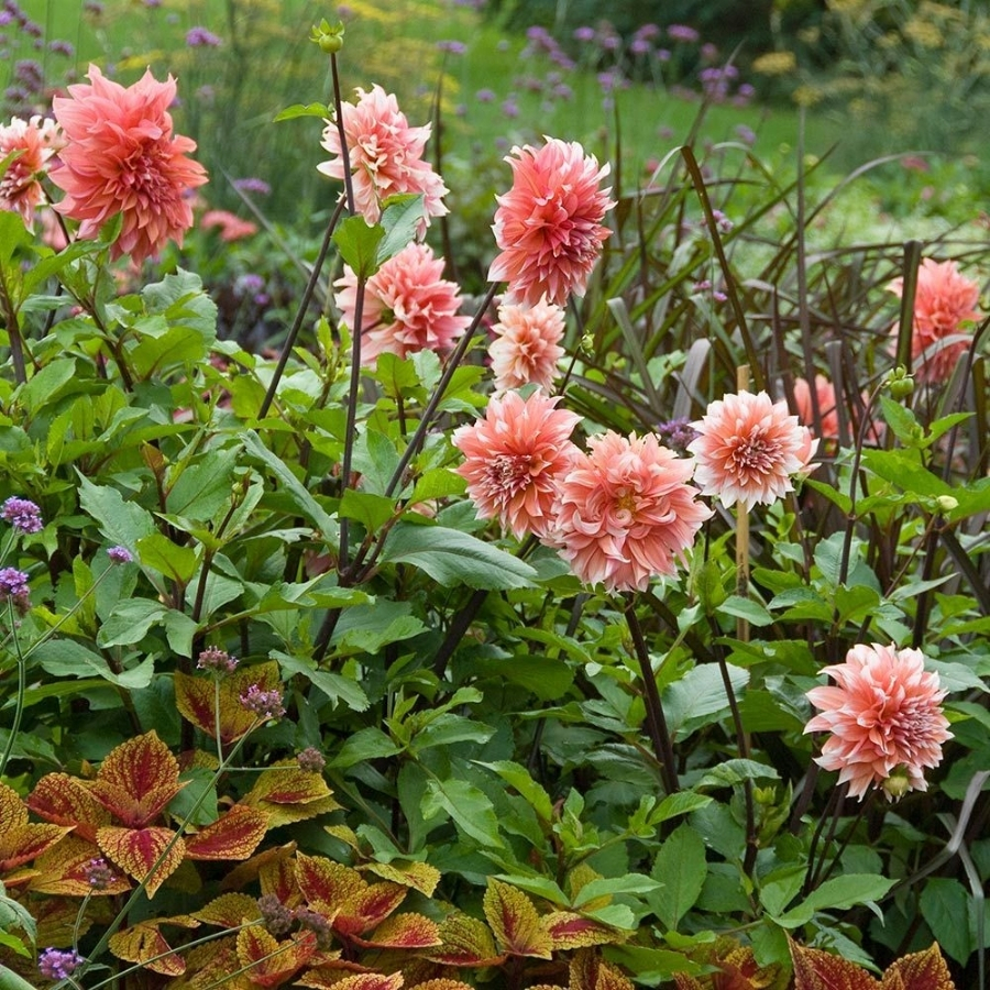 Георгина Голландский фестиваль - Dolinasad.by