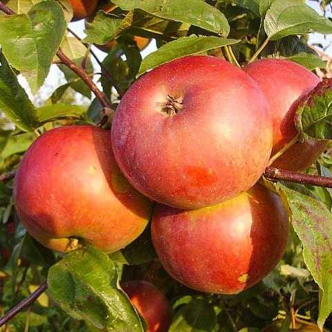 Стелющиеся яблони: формирование и уход