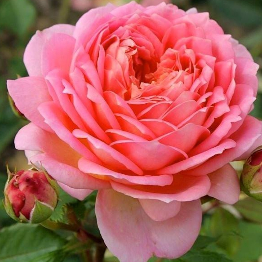 Роза Джубили Селебрейшн - Dolinasad.by