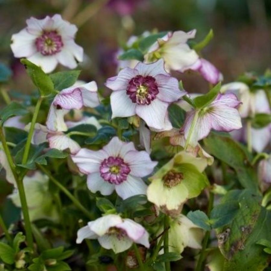 Морозник Винтер Эмоушнс Анемон Пикоти - Dolinasad.by