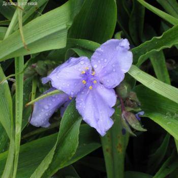 Традесканция андерсона Леонора - Dolinasad.by