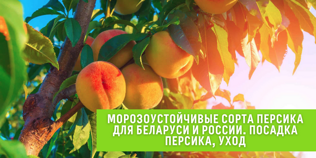 ПЕРСИК: Морозоустойчивые сорта для Беларуси и России. Выбор саженца персика,правила посадки и ухода