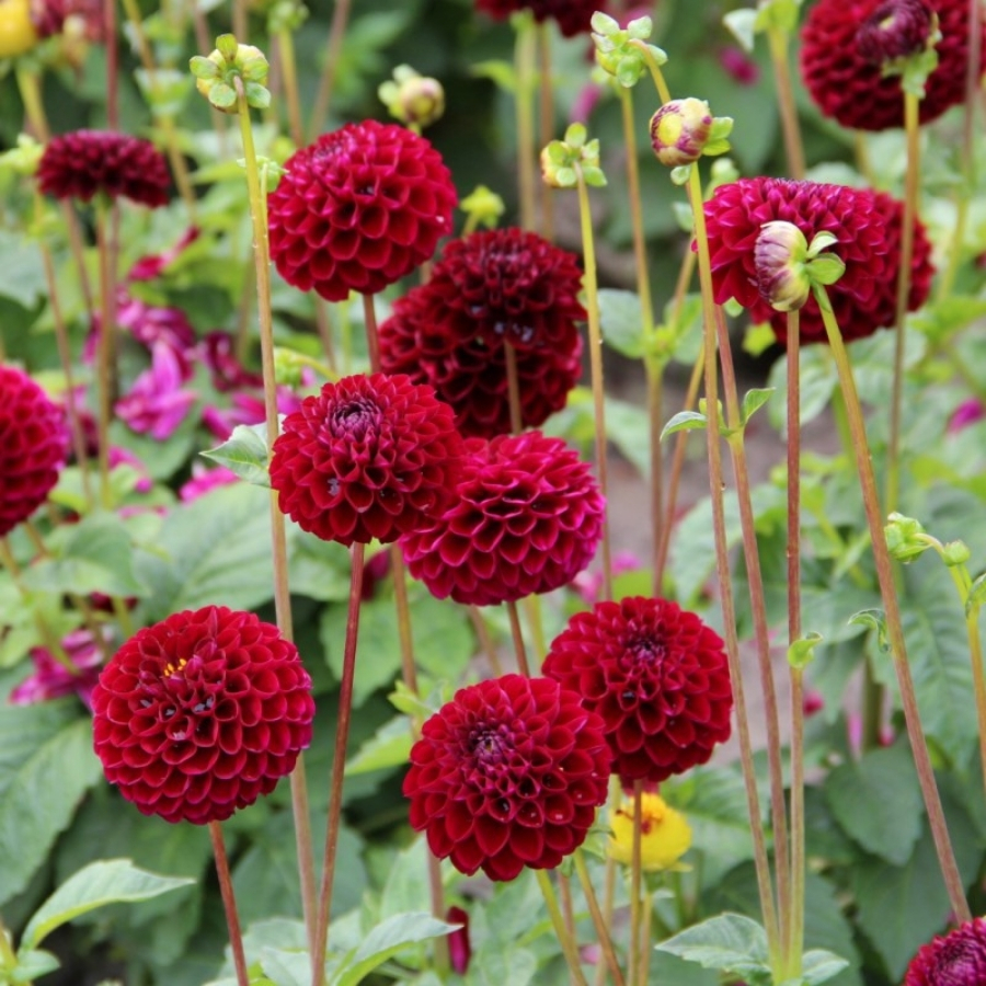 Георгина Натал - Dolinasad.by